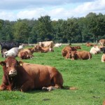 Kuhherde im Sommer