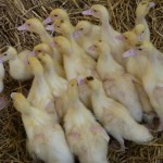 gänsebabys