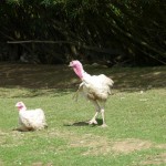 putern1